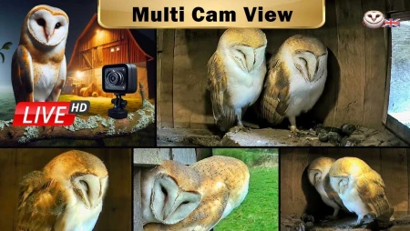 Barn Owl Nest Box in Peak District