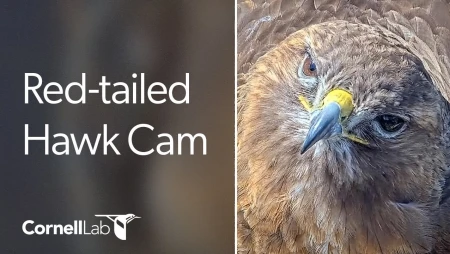 Cornell Red-tailed Hawks Nest - Ithaca
