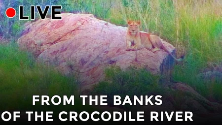 Crocodile River at Kruger National Park
