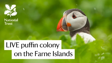 Puffin Colony Live from Farne Islands